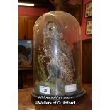 DOMED TOP CASE OF A TAXIDERMY TAWNY OWL