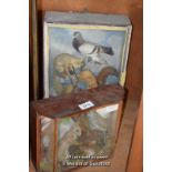 TWO TAXIDERMY CASES CONTAINING WOODPECKER AND SQUIRREL, PIGEON ETC.
