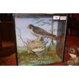 CASED TAXIDERMY OF A FALCON (160)