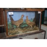 CASED TAXIDERMY OF A WIDE FOWL