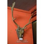 FALLOW DEER SKULL CAP MOUNTED ON WOODEN SHIELD