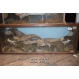 LARGE CASE CONTAINING THREE TAXIDERMY PHEASANTS
