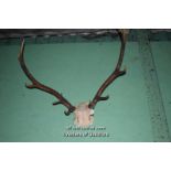 PAIR OF RED DEER ANTLERS WITH SKULL CAP