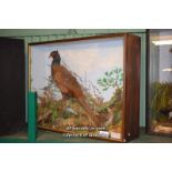 CASED TWO TAXIDERMY BIRDS, ONE PHEASANT AND ONE JACKSNIPE