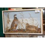 CASED TAXIDERMY OF A PAIR OF RED LEG PARTRIDGES