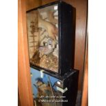 TWO TAXIDERMY CASES CONTAINING WEASEL, JAYS, ETC