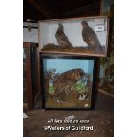 TWO CASES CONTAINING TAXIDERMY BIRDS INCLUDING AN OWL