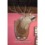 WALL MOUNTED TAXIDERMY RED DEER'S HEAD, DATED 1908