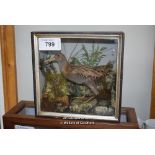 *BOXED TAXIDERMY WALTER RAIL