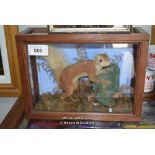 *BOXED TAXIDERMY RED SQUIRREL