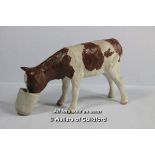 Isle of Man Shebeg pottery Ayrshire calf drinking from a bucket.