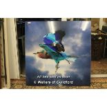 *Photograph of Lilac Breasted Roller, mounted under perspex, 91 x 90cm.