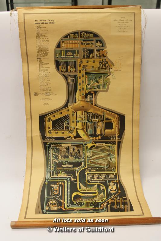 The Human Factory, a stylised scroll form diagram of the inner workings of the human body, copyright