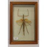 A preserved and mounted stick insect in glass case, 37cm overall.