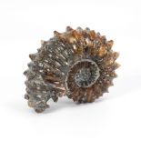 Großer Calcit-Ammonit.Poliert. H 13,5 cm, ø maximal 17 cm, 2116 g. Versteinerter Kopffüßler mit