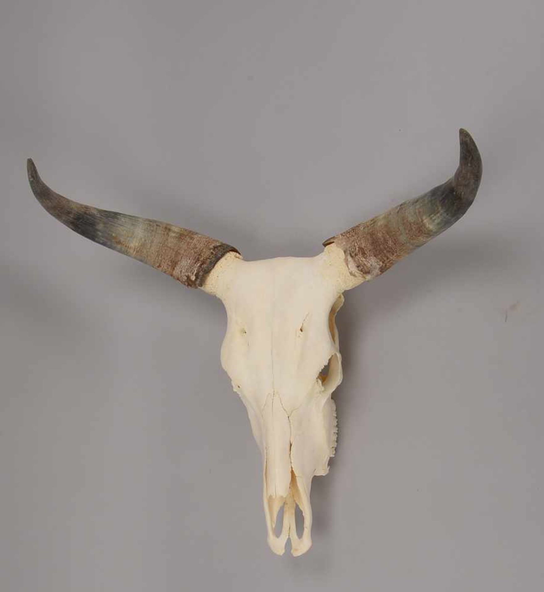 Rinderschädel (Nigeria), Hörner naturbelassen; Höhe 65 cm, Abstand Hörner 64 cm