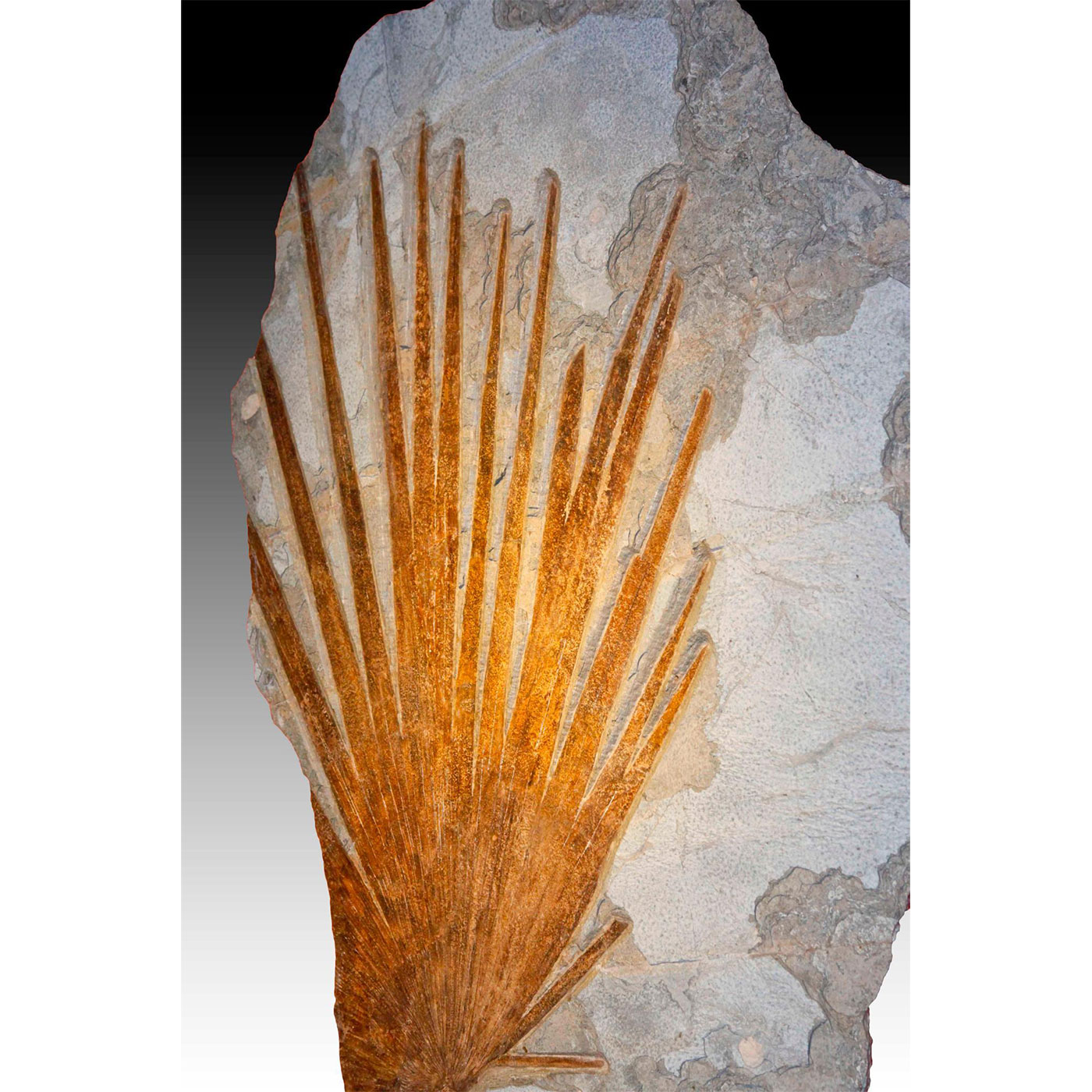 PARTIAL FOSSIL PALM FROND, GREEN RIVER, WYOMING - Image 2 of 4