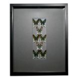 DAYFLYING MOTHS, FRAMED SHADOWBOX