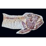 FOSSIL FISH XIPHACTINUS AUDAX OR SWORD RAY FISH