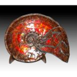 IRIDESCENT CANADIAN AMMONITE ON WOOD STAND