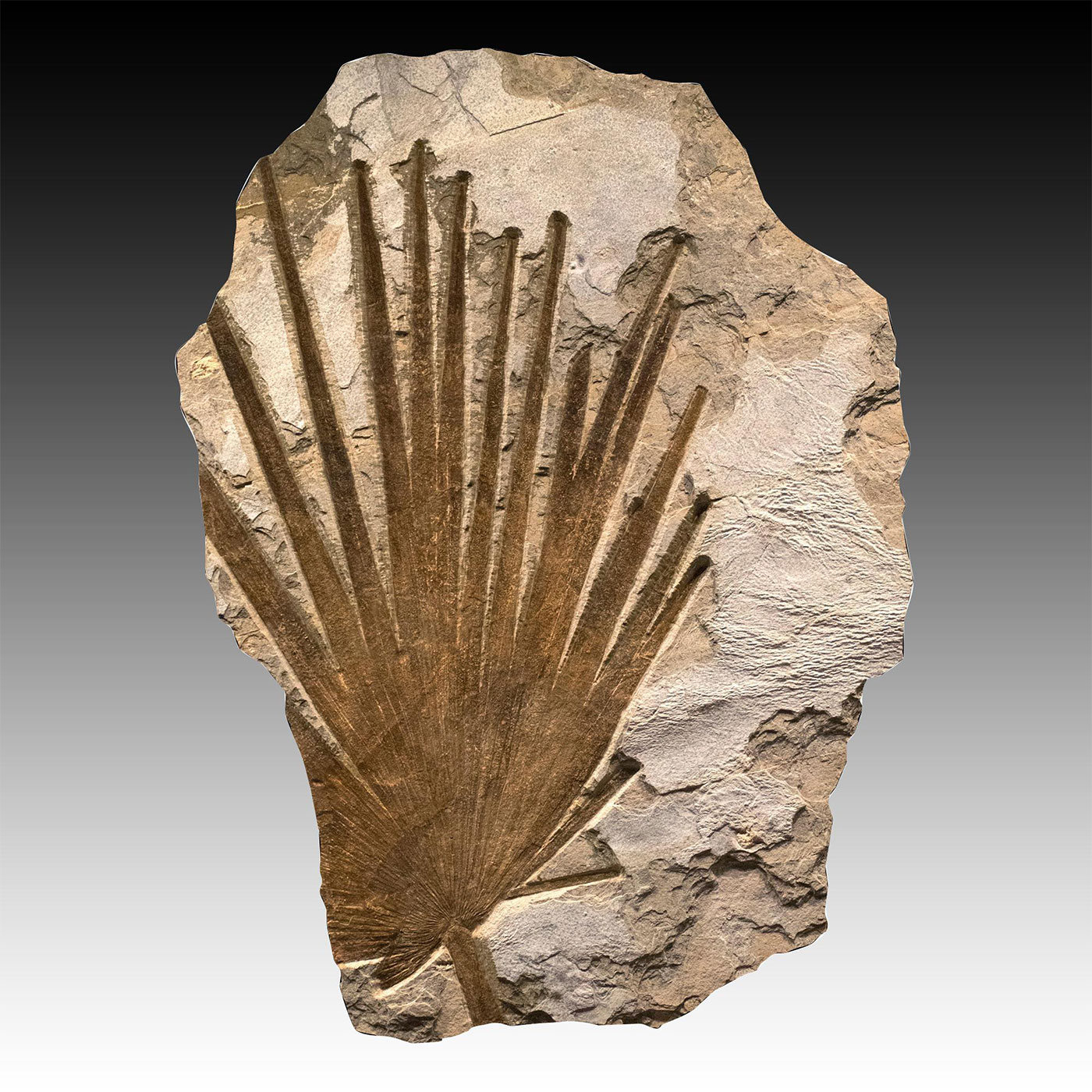 PARTIAL FOSSIL PALM FROND, GREEN RIVER, WYOMING