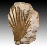 PARTIAL FOSSIL PALM FROND, GREEN RIVER, WYOMING