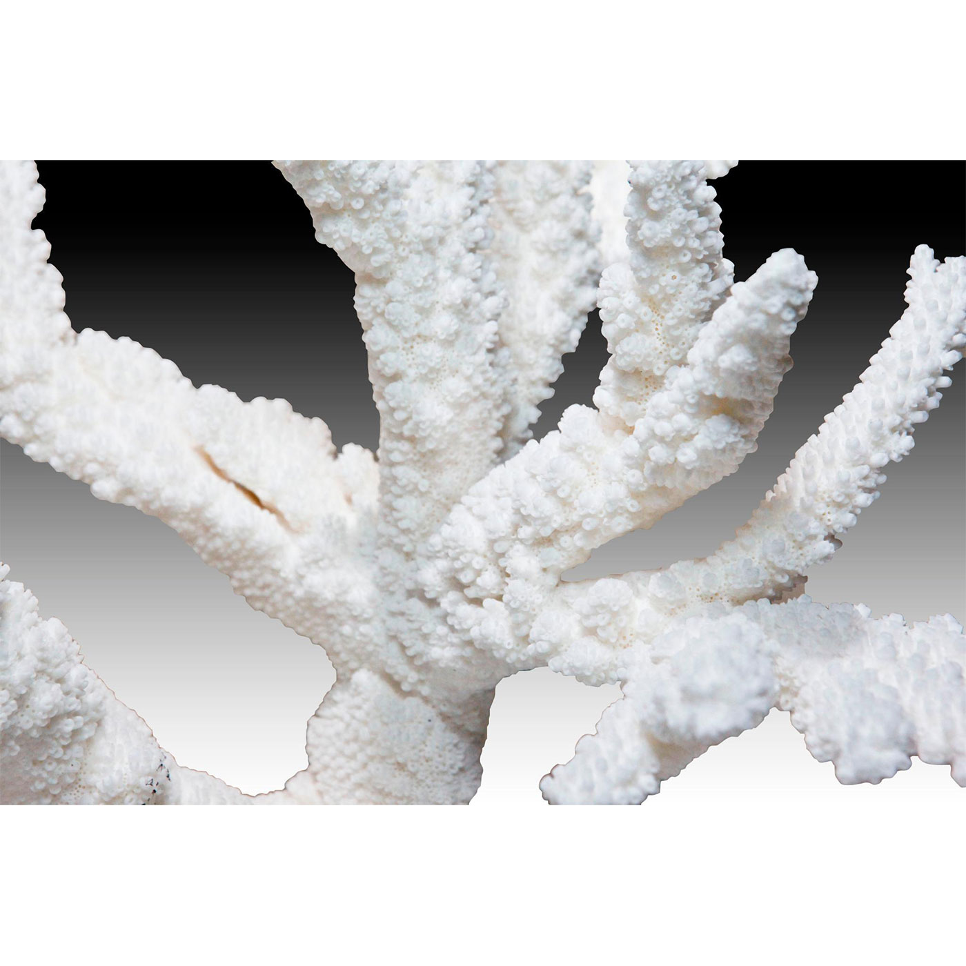 BRANCH CORAL CLUSTER - Image 2 of 3