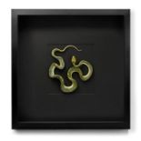 GREEN TREE PYTHON SPECIMEN, FRAMED SHADOWBOX