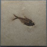 FOSSILIZED EOCENE FISH IN NATURAL TILE