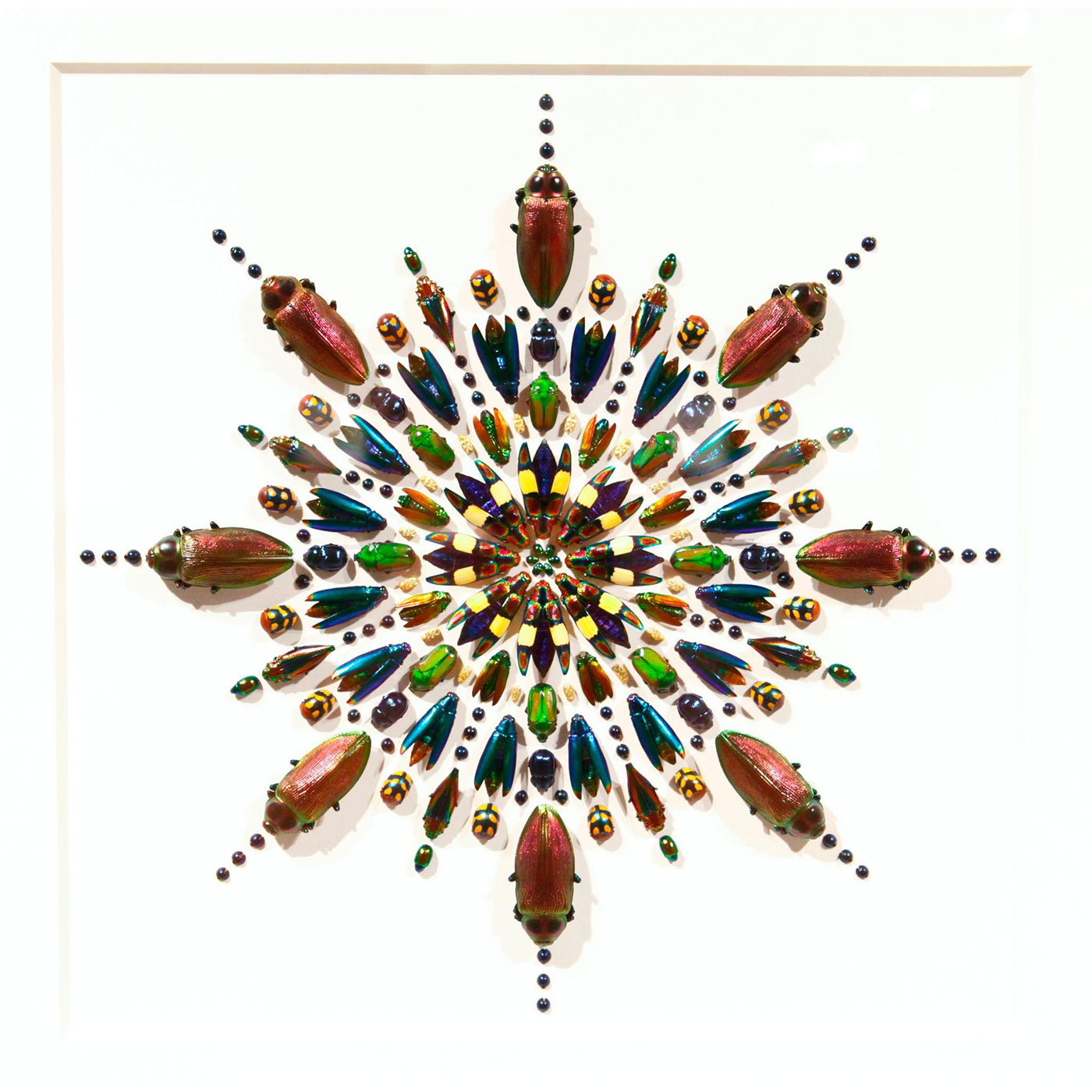 LIMITED EUCHROMA PRISM INSECT STUDY, FRAMED SHADOWBOX - Image 2 of 3