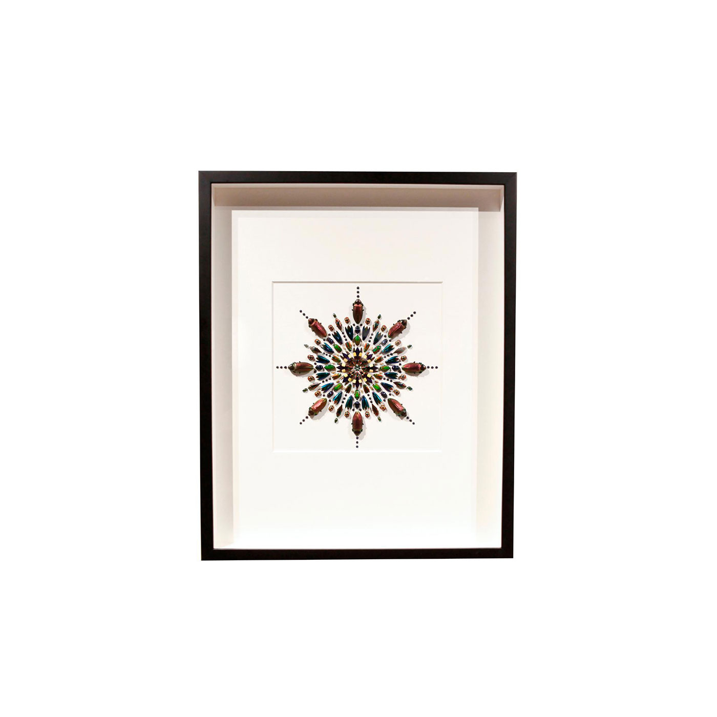 LIMITED EUCHROMA PRISM INSECT STUDY, FRAMED SHADOWBOX