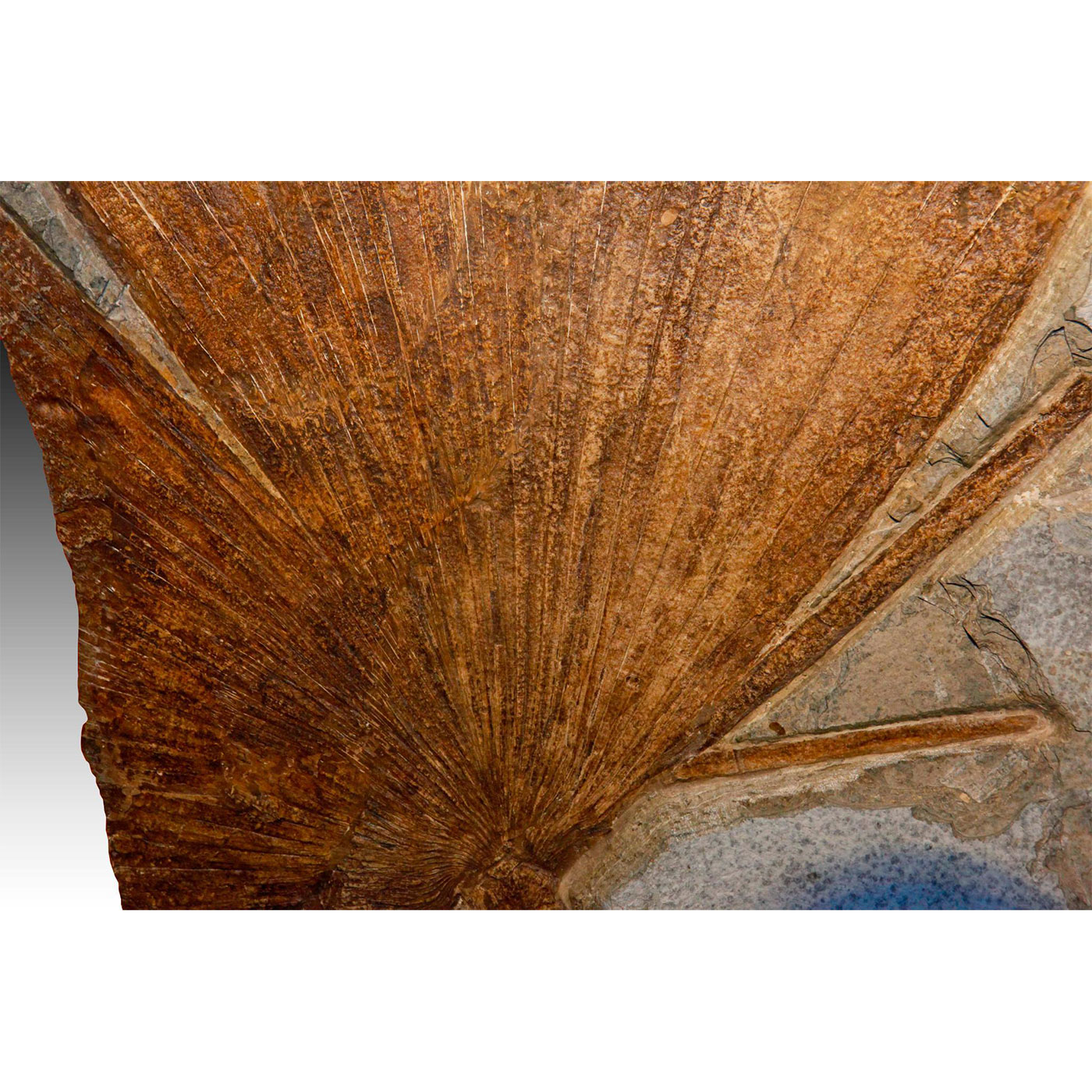 PARTIAL FOSSIL PALM FROND, GREEN RIVER, WYOMING - Image 3 of 4