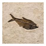 FOSSILIZED EOCENE FISH IN NATURAL TILE
