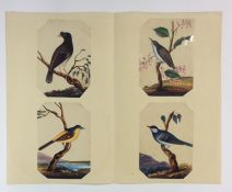 An attractive set of twelve paintings of birds mou