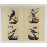 An attractive set of twelve paintings of birds mou