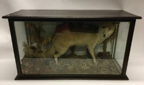 A large life size taxidermy figure of a fox within
