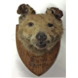 TAXIDERMY: A fox's head mounted upon a shield. Est