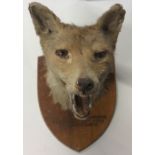 TAXIDERMY: A fox's head mounted upon a shield. Est