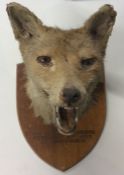 TAXIDERMY: A fox's head mounted upon a shield. Est