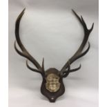 An old stags antler