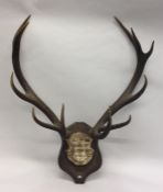 An old stags antler