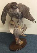 TAXIDERMY: A large model of a Goshawk with its pre