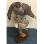 TAXIDERMY: A large model of a Goshawk with its pre