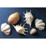 A group of large shells. Est. £20 - £30.