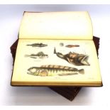 The Museum of Natural History: an eight volume set in gilt highlighted brown bindings,