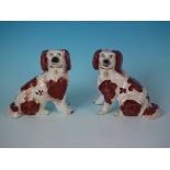 Small Pair Staffordshire Pottery Spaniels