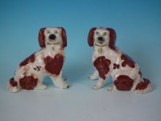 Small Pair Staffordshire Pottery Spaniels