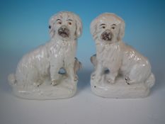 Pair Staffordshire bearded collies