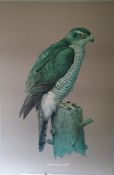 Vintage Retro Kitsch Goshawk Print c1970's 40 inches tall. Part of a recent Estate Clearance.