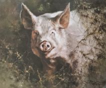 Tony Forrest Pencil Signed Limited Edition Print Of A Pig In Undergrowth